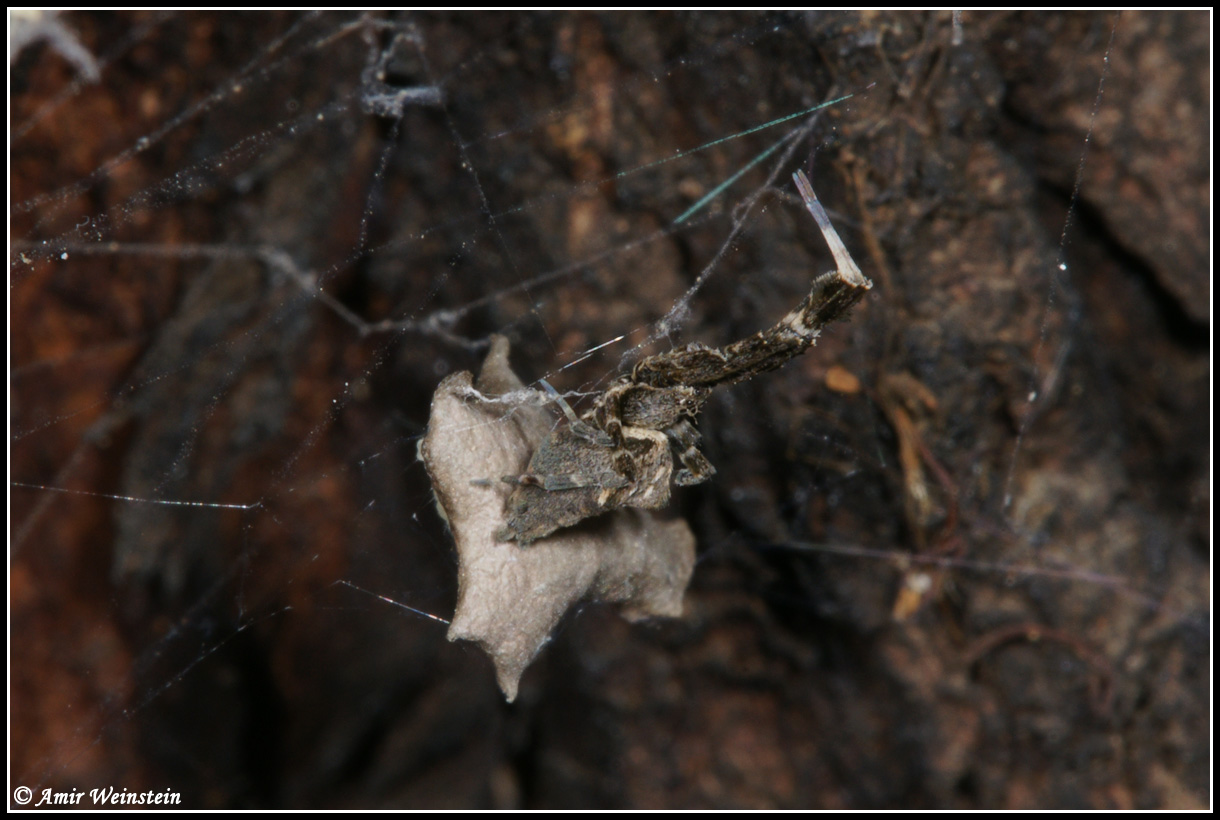 Uloborus plumipes